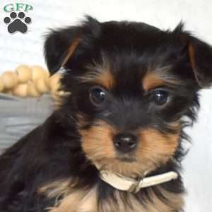 Charlotte, Yorkie Puppy