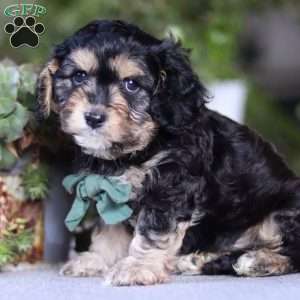 Chase, Cavapoo Puppy