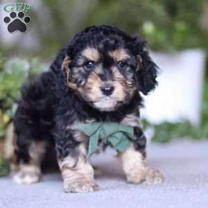 Chase, Cavapoo Puppy