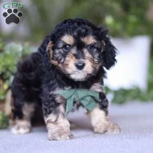 Chase, Cavapoo Puppy