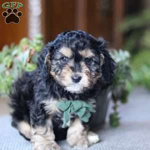 Chase, Cavapoo Puppy