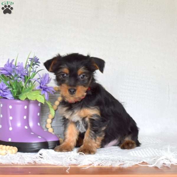 Chase, Yorkie Puppy