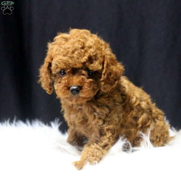 Chase, Cavapoo Puppy