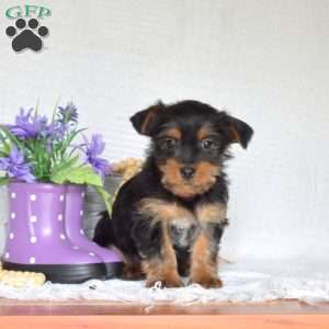 Chase, Yorkie Puppy