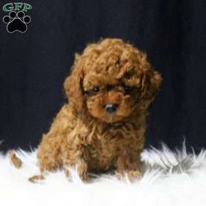 Chase, Cavapoo Puppy