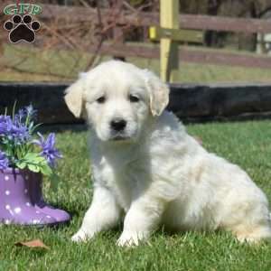 Chase, English Cream Golden Retriever Puppy