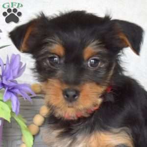 Chase, Yorkie Puppy