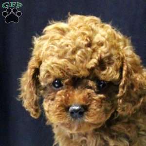 Chase, Cavapoo Puppy