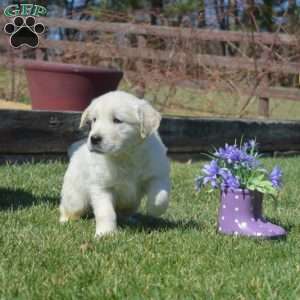 Chase, English Cream Golden Retriever Puppy