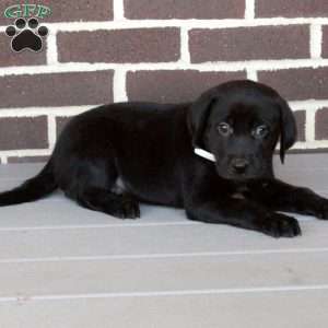 Chelsea, Labrador Mix Puppy