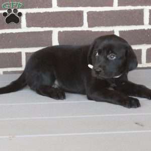 Chelsea, Labrador Mix Puppy