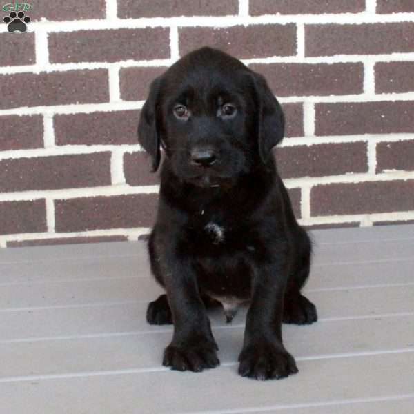 Chester, Labrador Mix Puppy