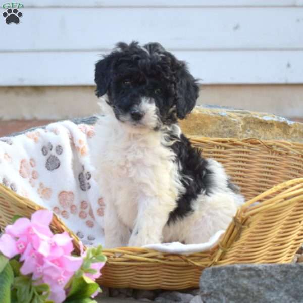 Chip, Mini Goldendoodle Puppy