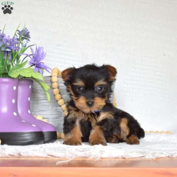 Chip, Yorkie Puppy