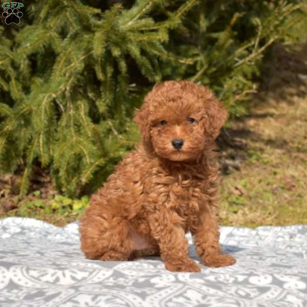 Chip, Miniature Poodle Puppy