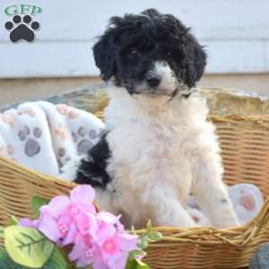 Chip, Mini Goldendoodle Puppy