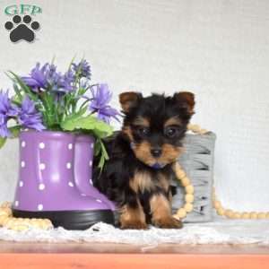 Chip, Yorkie Puppy