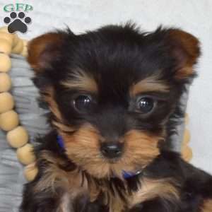 Chip, Yorkie Puppy