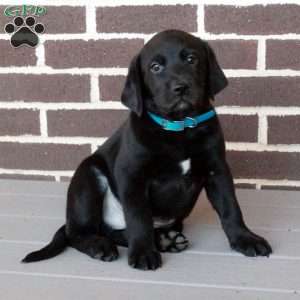 Chipper, Labrador Mix Puppy