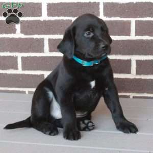 Chipper, Labrador Mix Puppy
