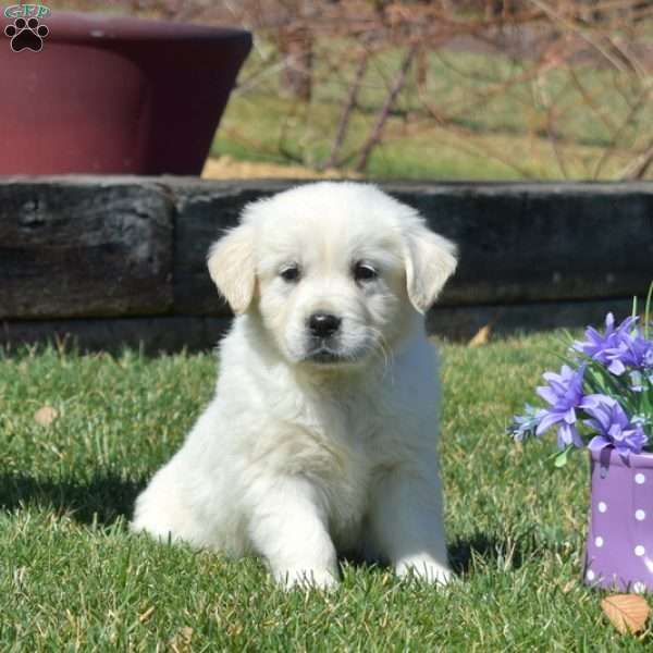 Chloe, English Cream Golden Retriever Puppy