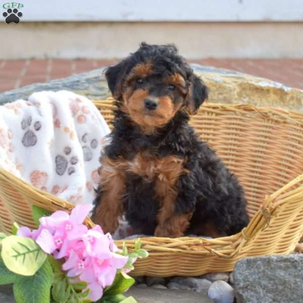 Chloe, Mini Goldendoodle Puppy