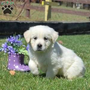 Chloe, English Cream Golden Retriever Puppy