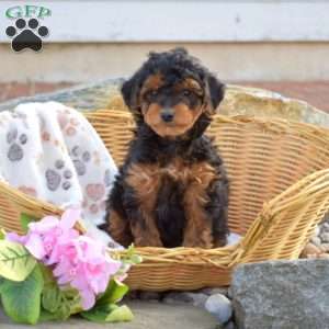 Chloe, Mini Goldendoodle Puppy