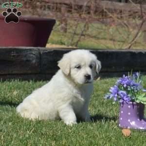 Chloe, English Cream Golden Retriever Puppy