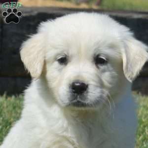 Chloe, English Cream Golden Retriever Puppy