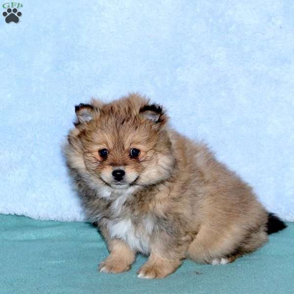 Chocolate, Pomeranian Puppy