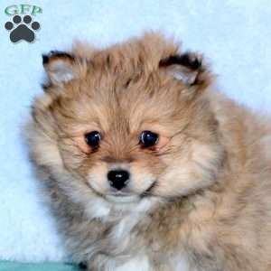 Chocolate, Pomeranian Puppy