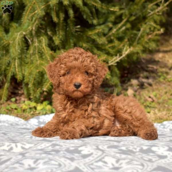 Cinnamon, Miniature Poodle Puppy