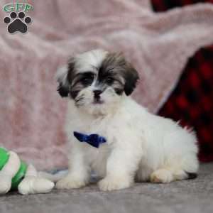 Cleo, Lhasa Apso Puppy