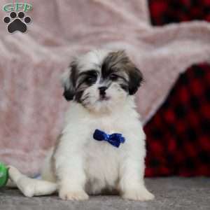 Cleo, Lhasa Apso Puppy