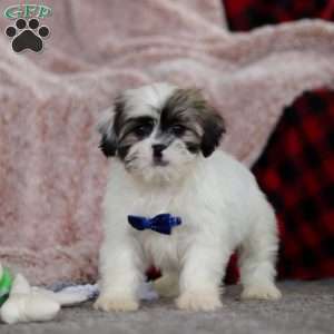 Cleo, Lhasa Apso Puppy