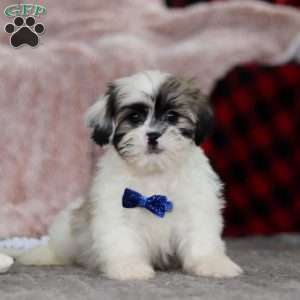 Cleo, Lhasa Apso Puppy