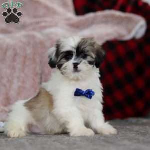 Cleo, Lhasa Apso Puppy