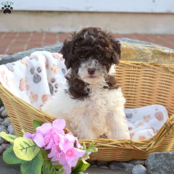 Coco, Mini Goldendoodle Puppy