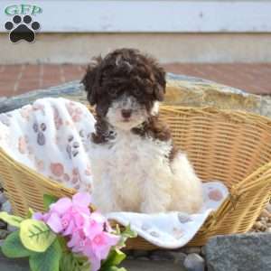 Coco, Mini Goldendoodle Puppy