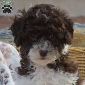 Coco, Mini Goldendoodle Puppy