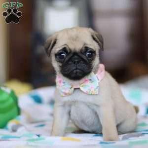 Coco, Pug Puppy