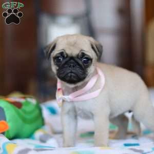 Coco, Pug Puppy