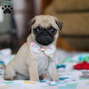 Coco, Pug Puppy