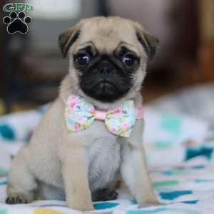 Coco, Pug Puppy