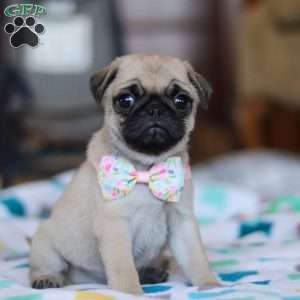 Coco, Pug Puppy