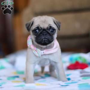 Coco, Pug Puppy