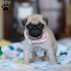 Coco, Pug Puppy