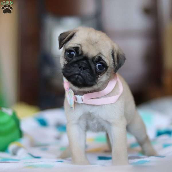 Coco, Pug Puppy