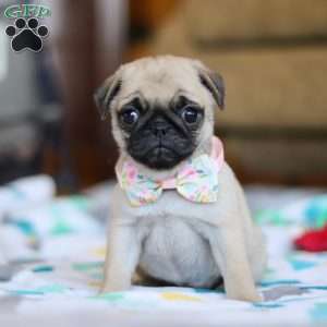 Coco, Pug Puppy